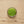 Miyuki seed beads - Shades of green